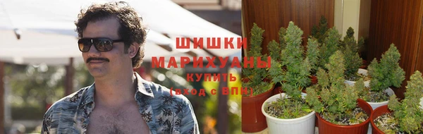 PSILOCYBIN Армянск